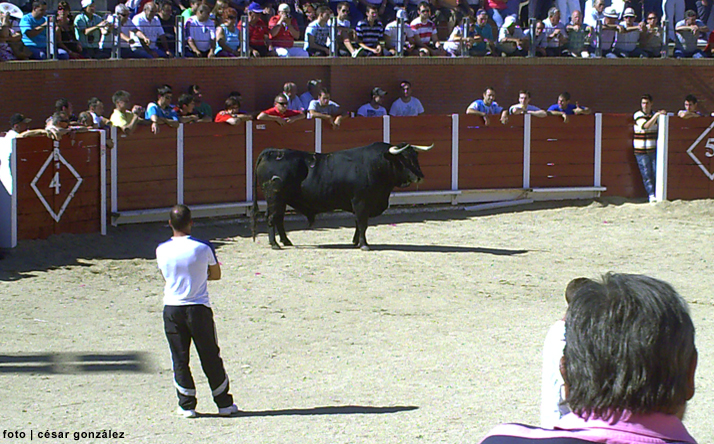 foto de los novillos