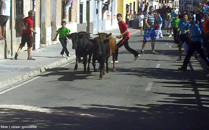 foto de los novillos