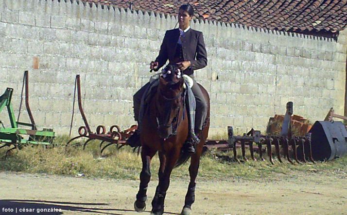 foto de los novillos