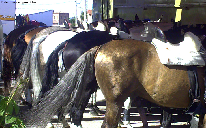 foto de los novillos