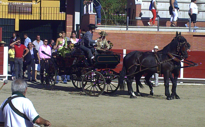 foto de los novillos