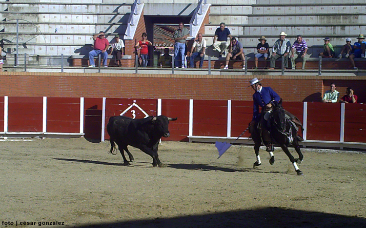 foto de los novillos