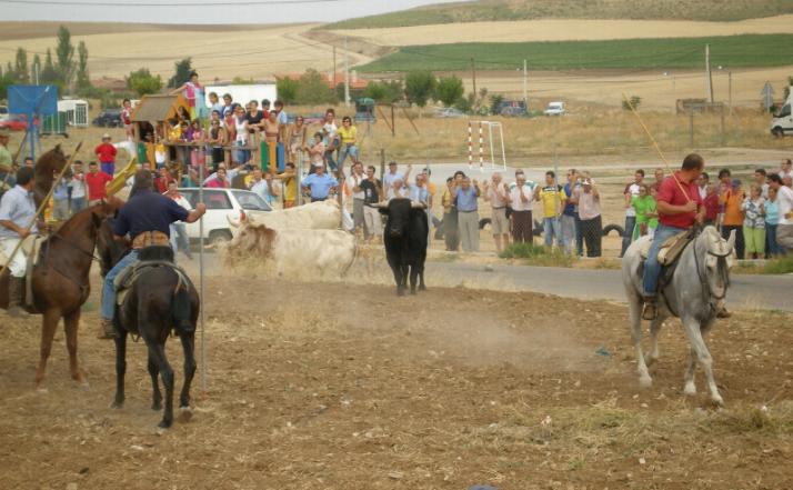 foto de los novillos