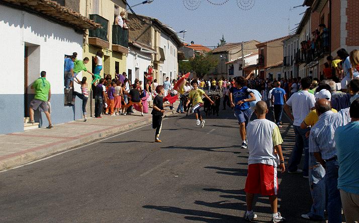 foto de los novillos