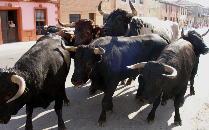 foto de los novillos