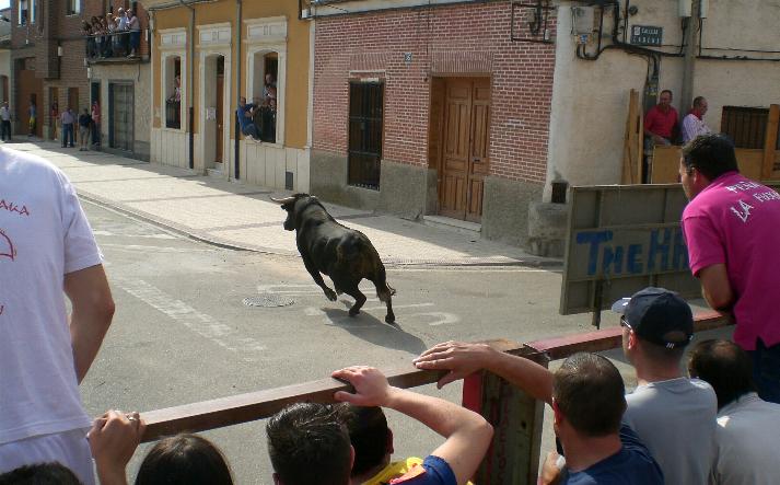 foto de los novillos