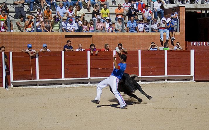 foto de los novillos