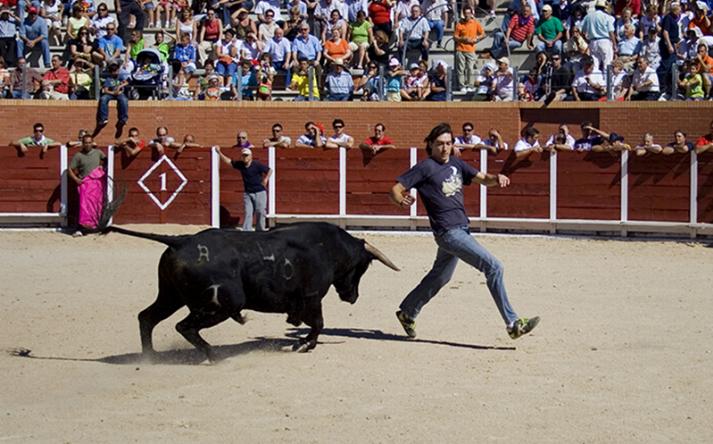 foto de los novillos