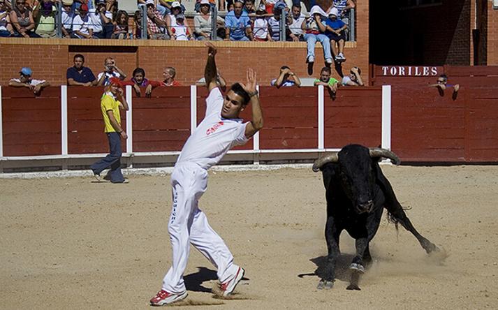 foto de los novillos