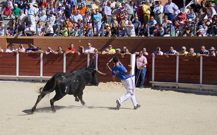 foto de los novillos