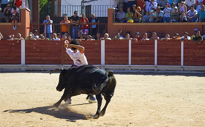 foto de los novillos