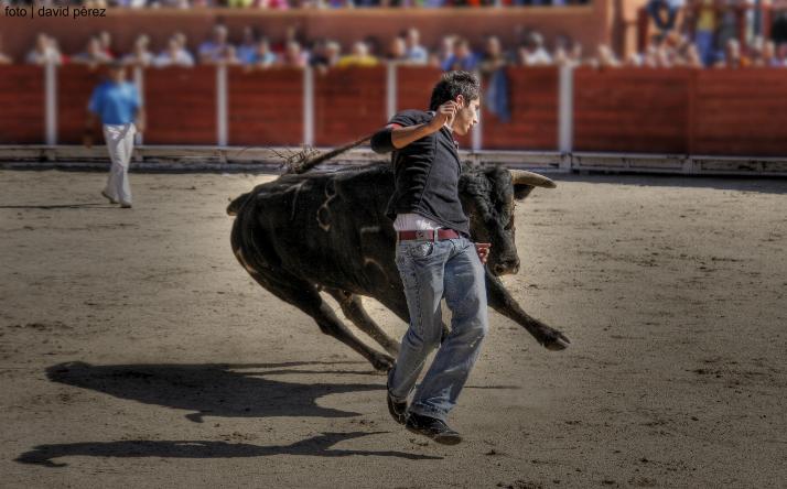 foto de los novillos