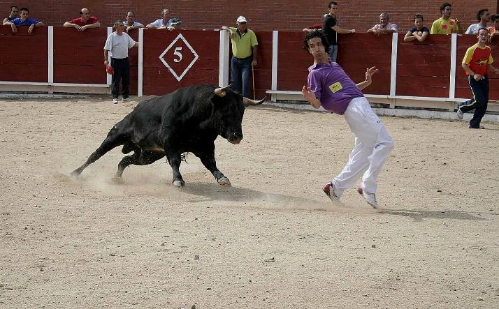 foto de los novillos