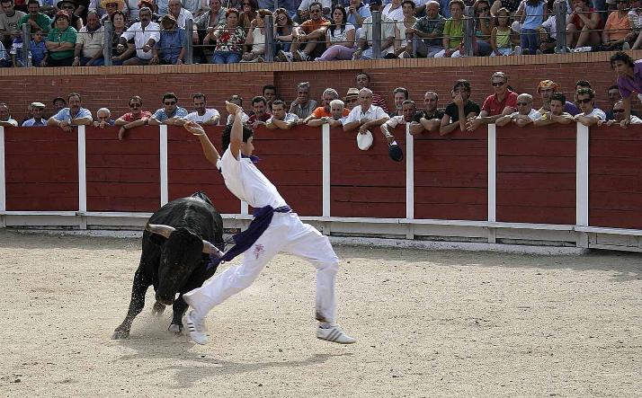 foto de los novillos