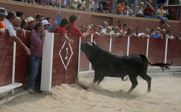 foto de los novillos