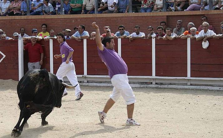 foto de los novillos