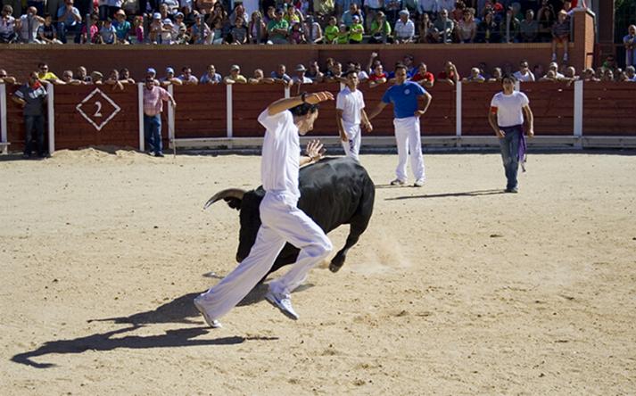 foto de los novillos