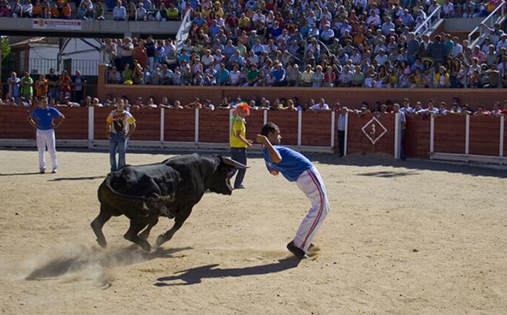 foto de los novillos