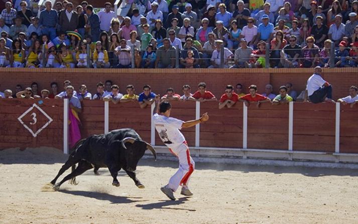 foto de los novillos