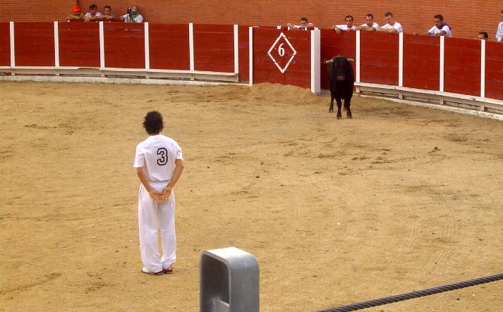 foto de los novillos