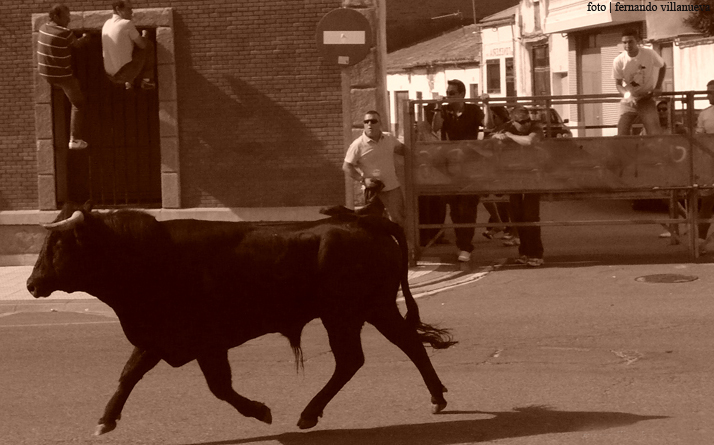 foto de los novillos