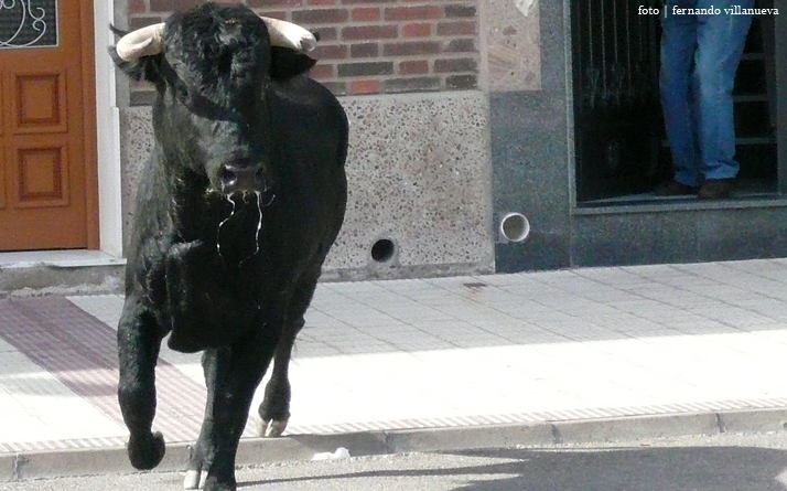 foto de los novillos