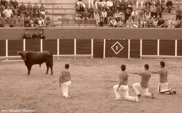 foto de los novillos