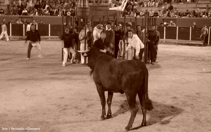 foto de los novillos