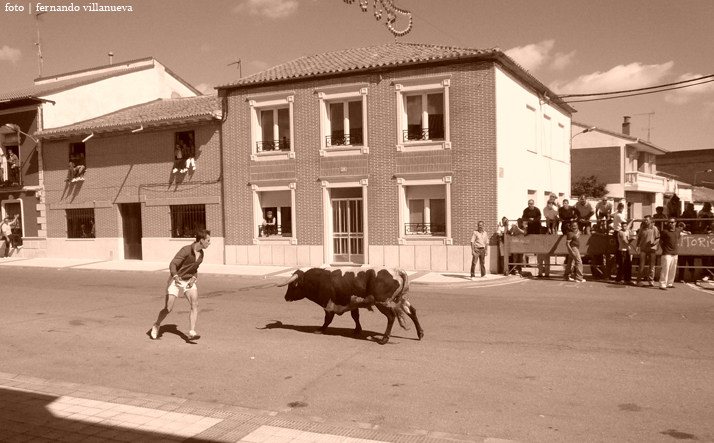 foto de los novillos