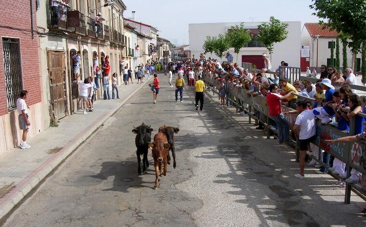 foto de los novillos