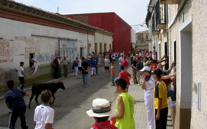 foto de los novillos