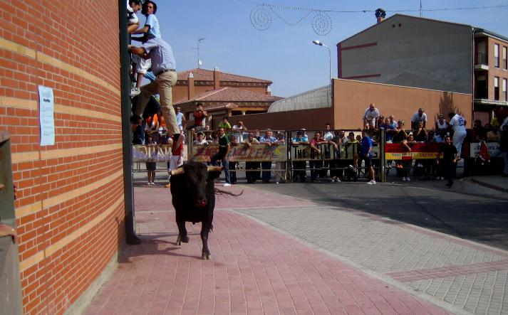 foto de los novillos