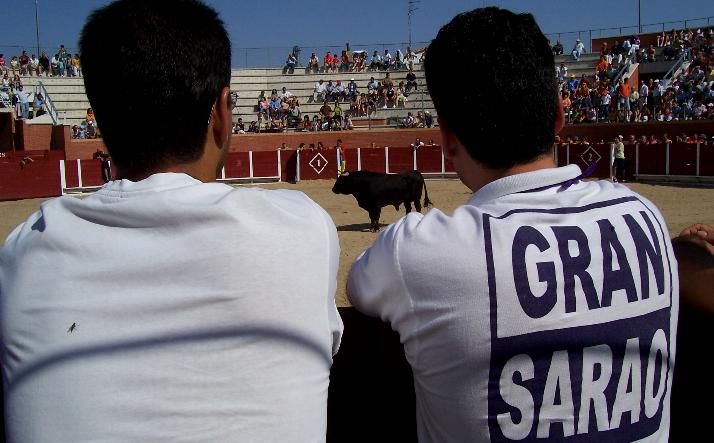 foto de los novillos