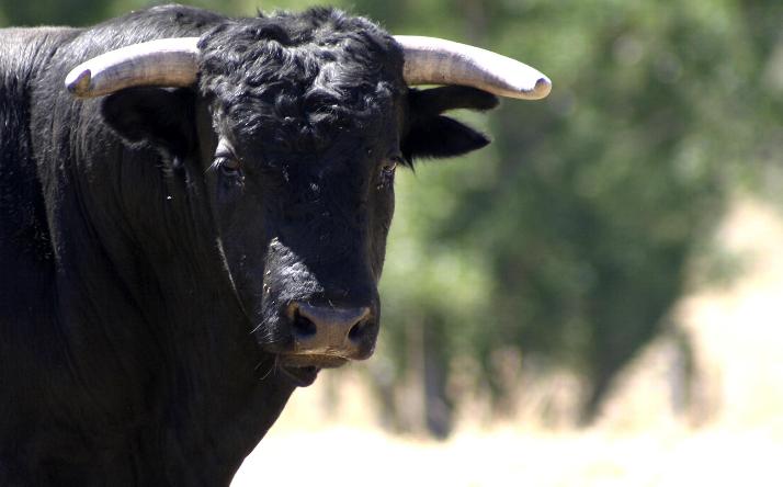 foto de los novillos