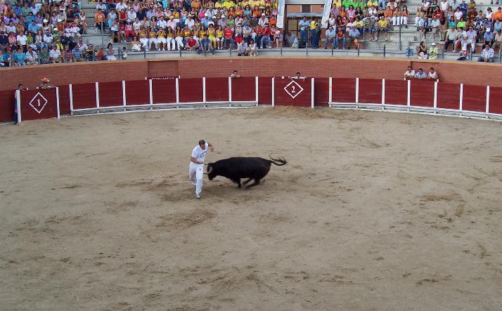 foto de los novillos