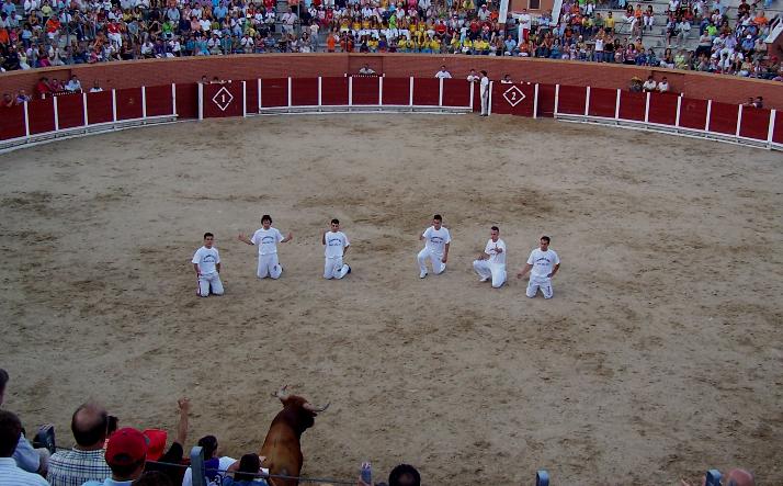 foto de los novillos