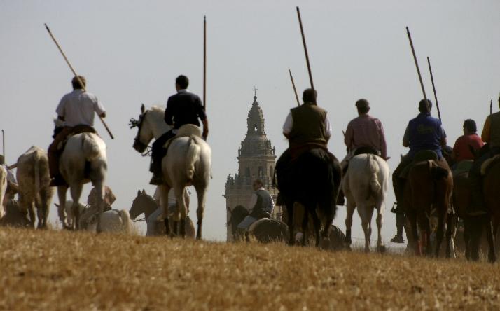 foto de los novillos