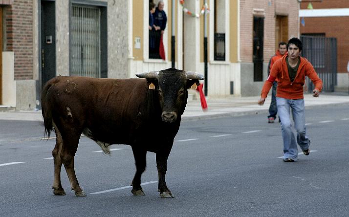 foto de los novillos