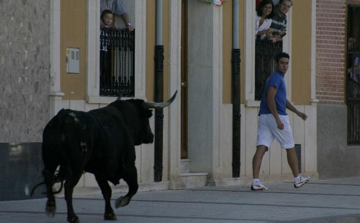 foto de los novillos