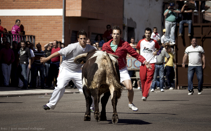 foto de los novillos