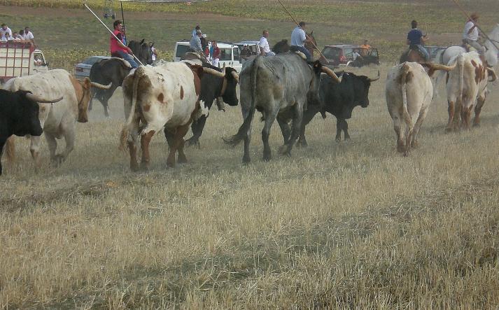 foto de los novillos