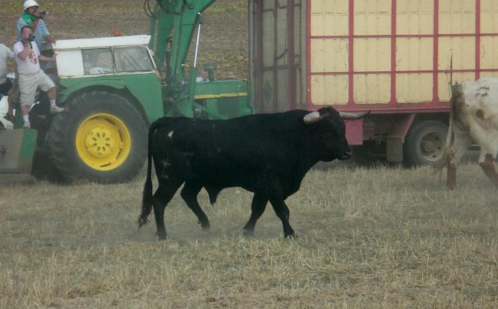 foto de los novillos