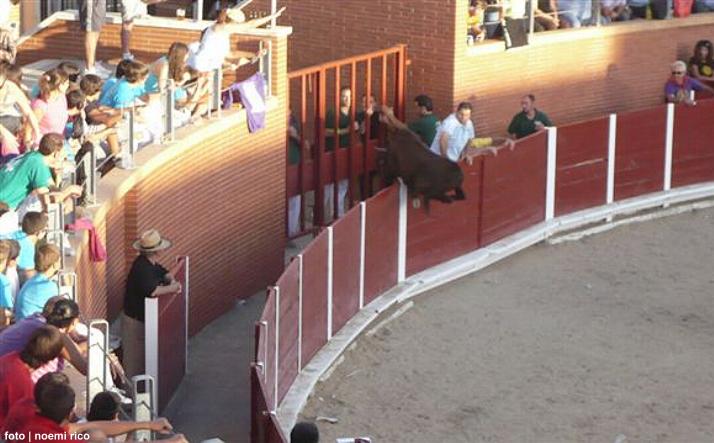 foto de los novillos