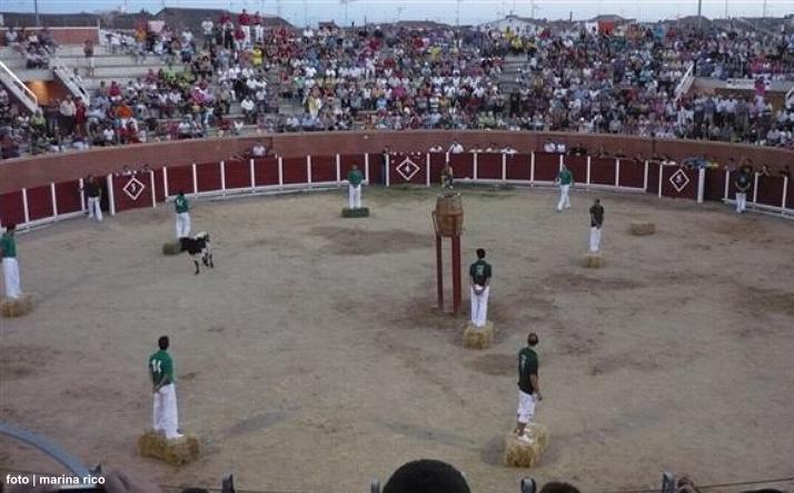 foto de los novillos