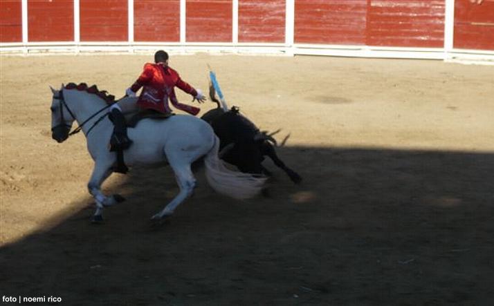 foto de los novillos