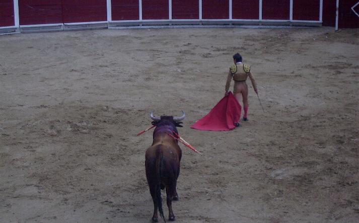 foto de los novillos