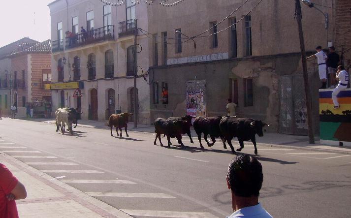 foto de los novillos