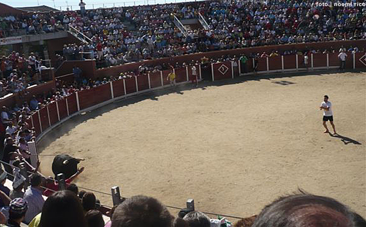 foto de los novillos