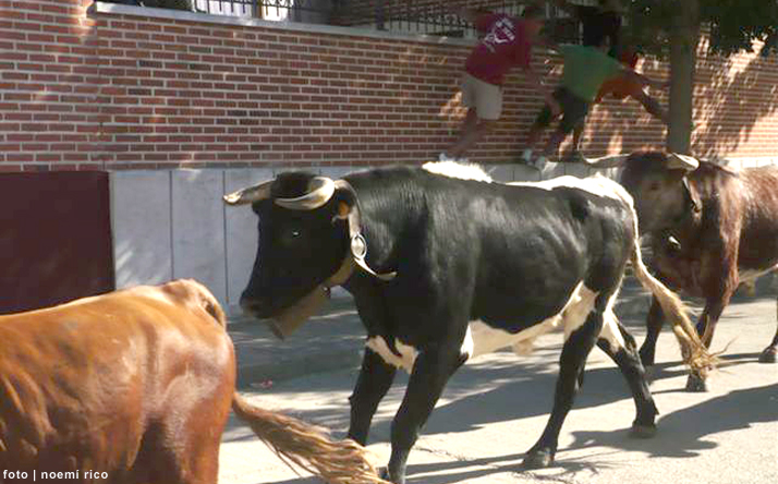 foto de los novillos