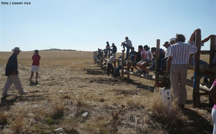 foto de los novillos